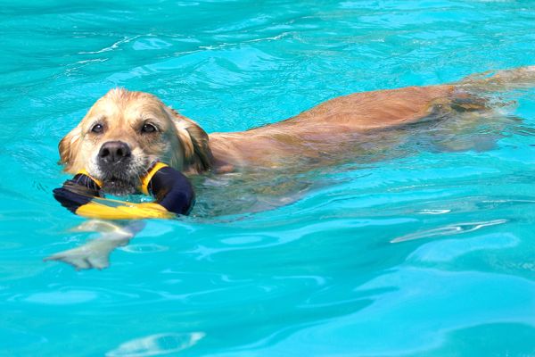 Yeah, I'm watching you watching me
Avainsanat: Spice Golden Retriever