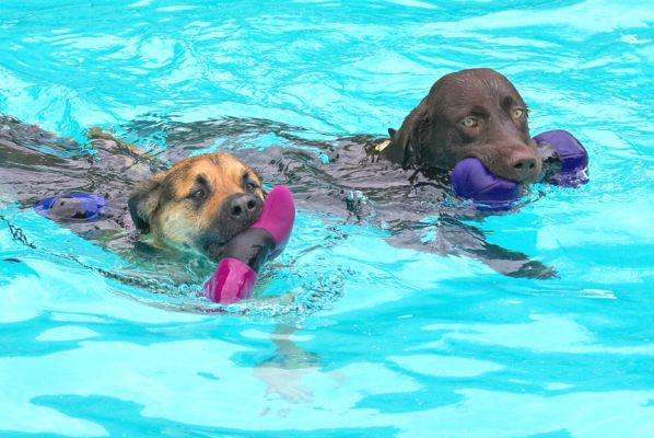 Don't we make a handsome pair
Słowa kluczowe: Ripley George Labrador Shepherd Cross X chocolate