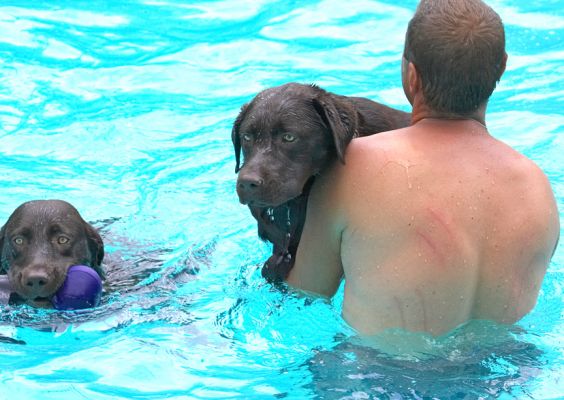 Oh, look another party guest
Mots-clés: George Penfold chocolate Labrador Zbigniew