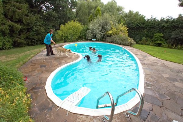 We should invite more people next time
Keywords: Ripley Missy Penfold George Labrador Husky Shepherd Cross X chocolate pool Marjorie