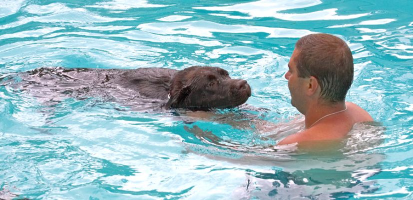 I think I'm getting the hang of this
Anahtar kelimeler: Penfold chocolate Labrador Zbigniew