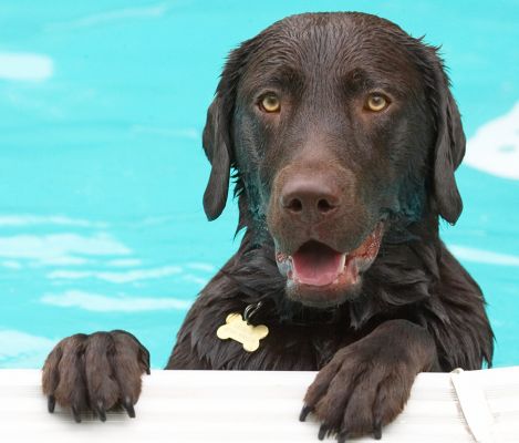 Wass up?
See the doggie guest book at [url=http://www.dog-hotel.co.uk/Guests] Dog Hotel Blog [/url].
Anahtar kelimeler: George chocolate Labrador
