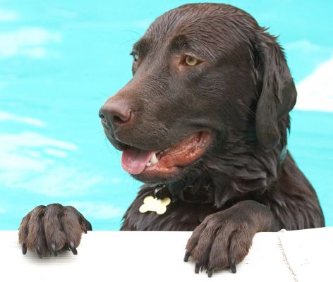 Do you know my feet touch the bottom
Schlüsselwörter: George chocolate Labrador