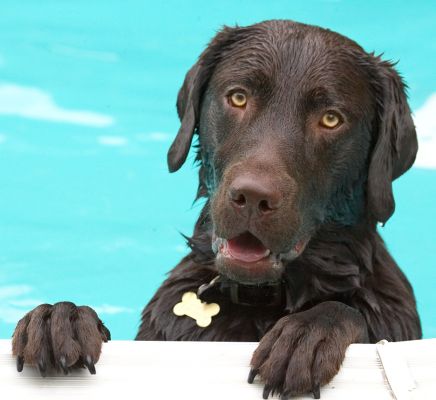 I just love hanging about here
Keywords: George chocolate Labrador