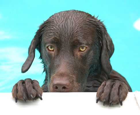Aah, I've gone all camera shy
Schlüsselwörter: George chocolate Labrador