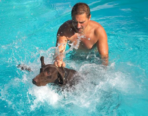 Don't you know my profile says "HATES WATER"
Keywords: Josh German Shorthaired Pointer GSP Zbigniew