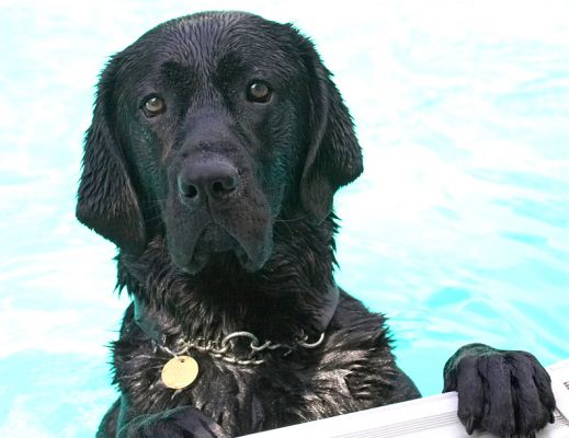 What you got there?
Mots-clés: Reuben Black Labrador