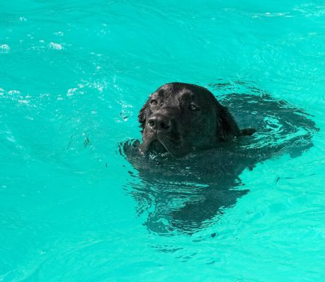 Doin' the doggie crawl
Keywords: Reuben Black Labrador
