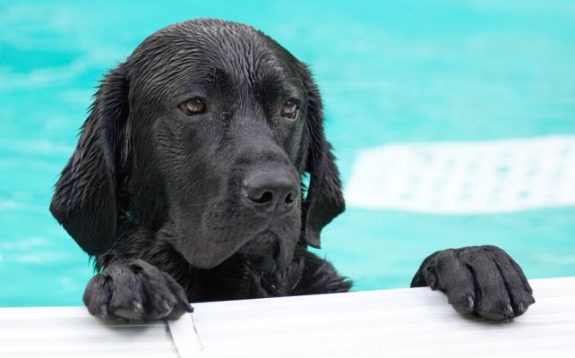 It looks kinda fun out there
Keywords: Reuben Black Labrador