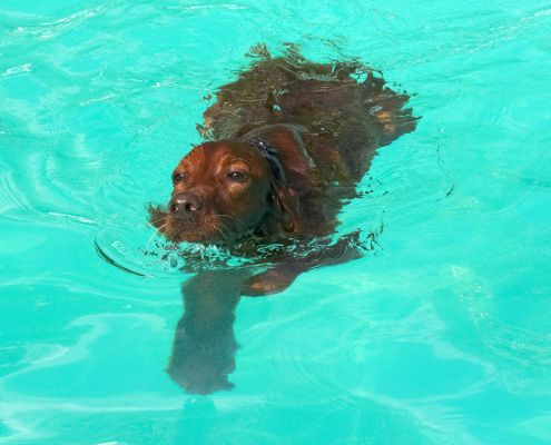 Is it a seal?  No it's Bailey
Schlüsselwörter: Bailey Irish Setter