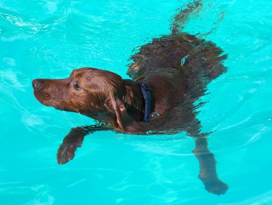 I think I'll go over there
Ključne besede: Bailey Irish Setter