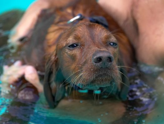 A safe pair of arms
Palabras clave: Bailey Irish Setter