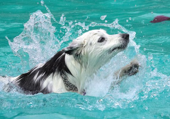 I'll get the hang of this
Keywords: Bella Border Collie
