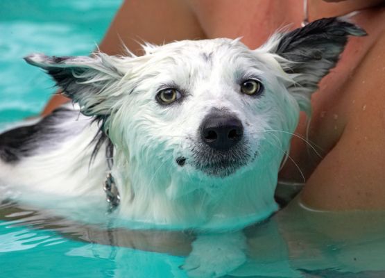 What can I say - he's a cute guy
الكلمات الإستدلالية(لتسهيل البحث): Bella Border Collie