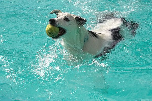 This is my Loch Ness impression
Trefwoorden: Bella Border Collie