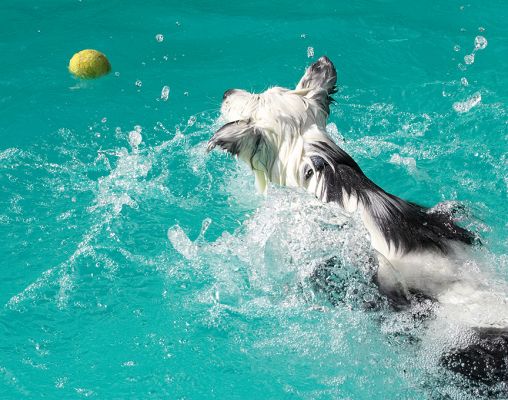 I might not have been sure of the swimming but I know how to play ball
Klíčová slova: Bella Border Collie