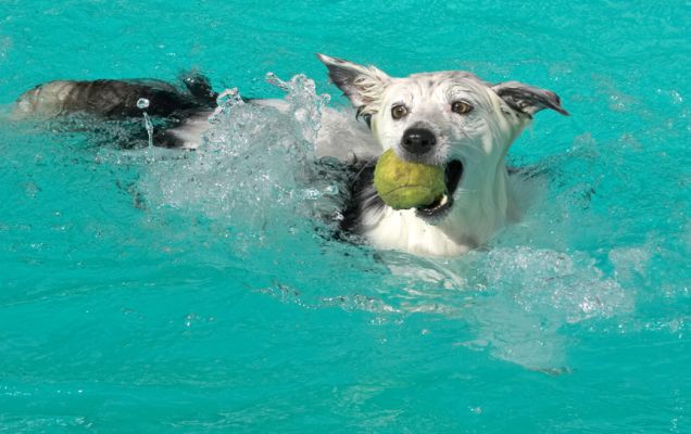 I've really got the hang of this now
Keywords: Bella Border Collie