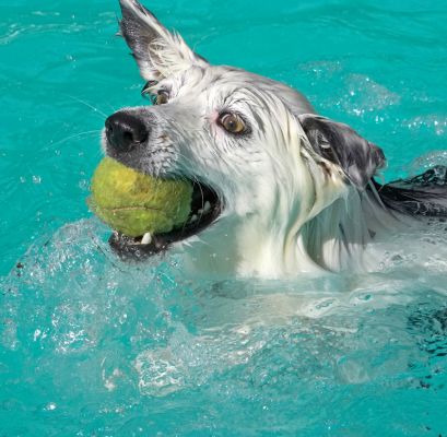 This is such fun
Keywords: Bella Border Collie
