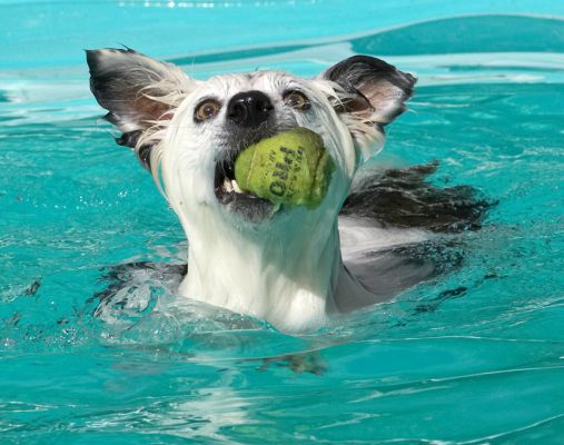 I'm having a whale of a time
Ключові слова: Bella Border Collie