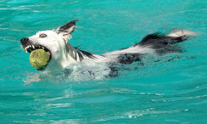 It's not like to look fierce
Keywords: Bella Border Collie