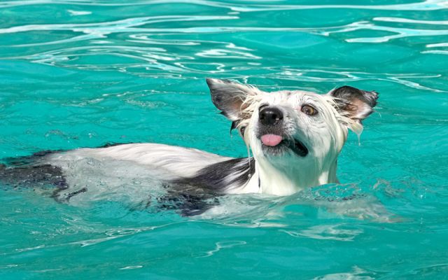 And the same to you too!
Ключові слова: Bella Border Collie