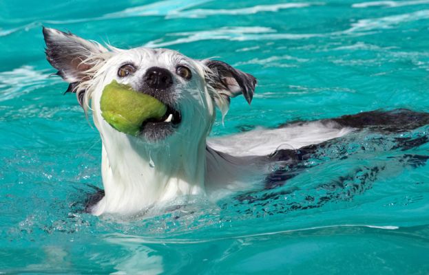 Hmmm, this ball is a bit squashed
Klíčová slova: Bella Border Collie