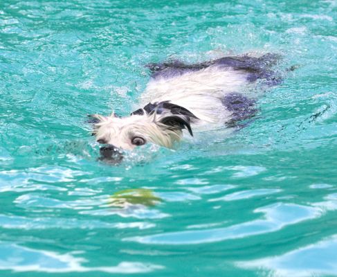 Darn it, the ball won't float any more
Trefwoorden: Bella Border Collie