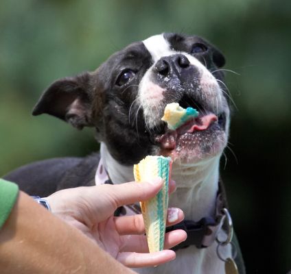 Oooh, got a mouthful there
Klíčová slova: Cavi Mugsy Boston Terrier