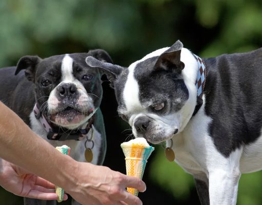Yum, yum, yum
Λέξεις-κλειδιά: Cavi Mugsy Boston Terrier