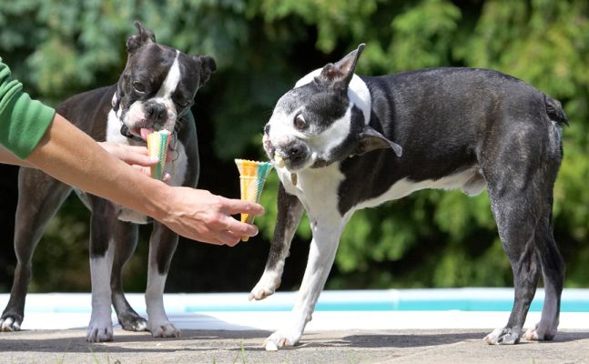 Gotta get every bit
Schlüsselwörter: Cavi Mugsy Boston Terrier