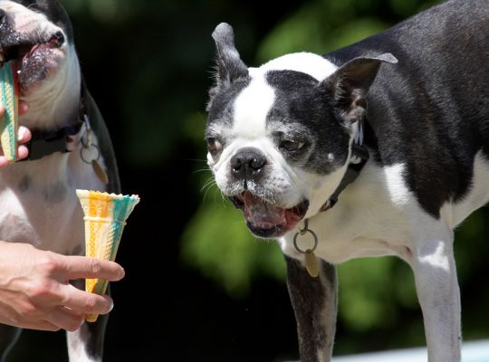 Well, give me the cone then
Palabras clave: Cavi Mugsy Boston Terrier