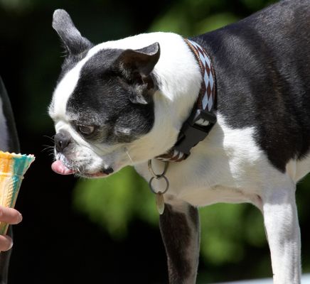 Is there any ice cream left in there?
Schlüsselwörter: Mugsy Boston Terrier