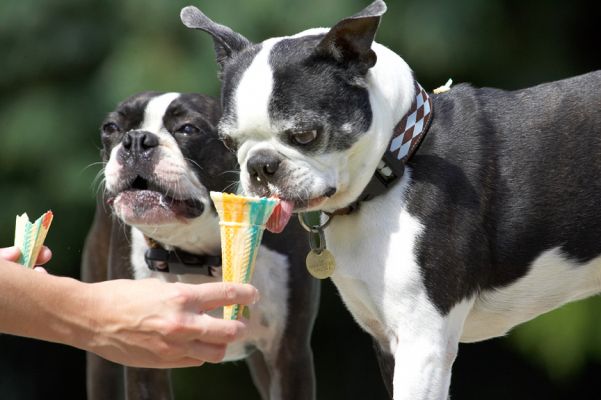 Is mine nearly gone?
Trefwoorden: Cavi Mugsy Boston Terrier
