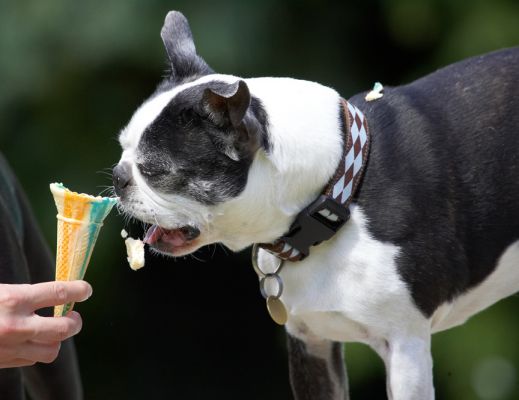 Oh, whoops
Schlüsselwörter: Mugsy Boston Terrier