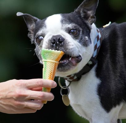 Now for the cone
Keywords: Mugsy Boston Terrier