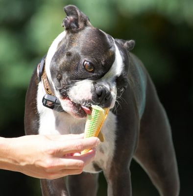 I'm gonna eat the whole thing
Ključne besede: Mugsy Boston Terrier