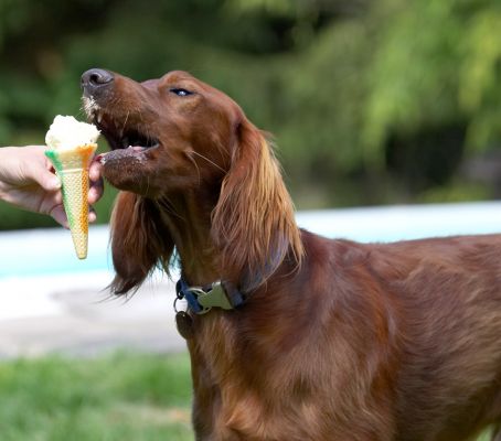 I think I'll take it in just one bite
Schlüsselwörter: Bailey Irish Setter