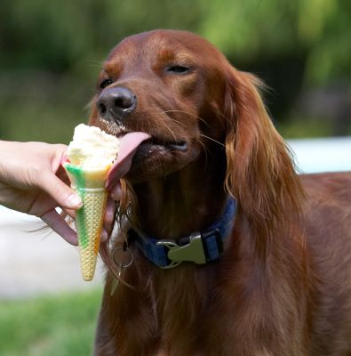 Or, maybe I'll just lick
Keywords: Bailey Irish Setter
