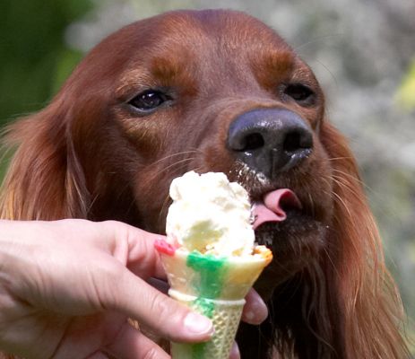 If I lick slowly it will last a long time
Keywords: Bailey Irish Setter