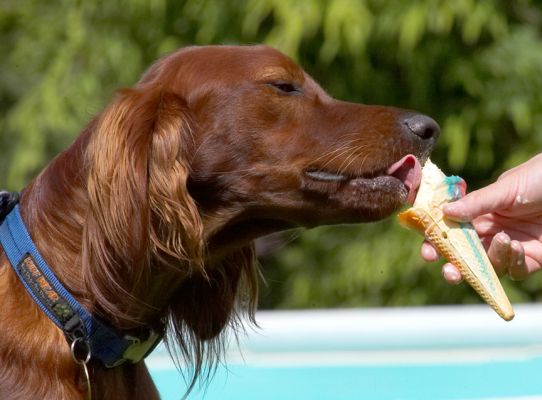 Nope, I'll just lick
Ключові слова: Bailey Irish Setter