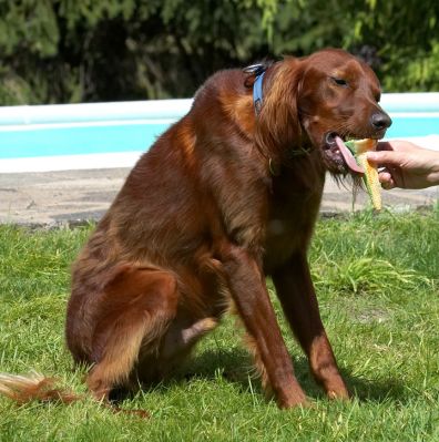 This is the life
Λέξεις-κλειδιά: Bailey Irish Setter