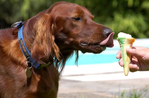 Yummm
الكلمات الإستدلالية(لتسهيل البحث): Bailey Irish Setter