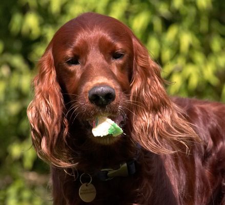 Oooh, that was a big bite
Klíčová slova: Bailey Irish Setter