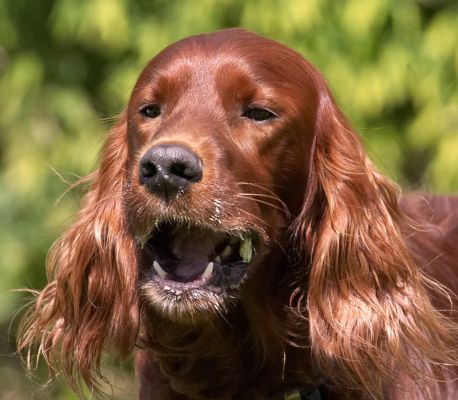 Look, it's all gone
Anahtar kelimeler: Bailey Irish Setter