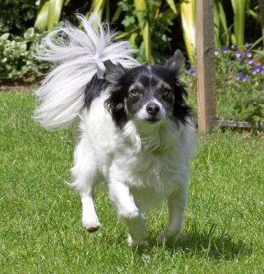 I'm full of beans
Schlüsselwörter: Matt Longhaired Chihuahua