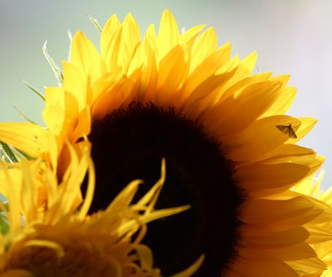 Sunflower
Schlüsselwörter: Sunflower