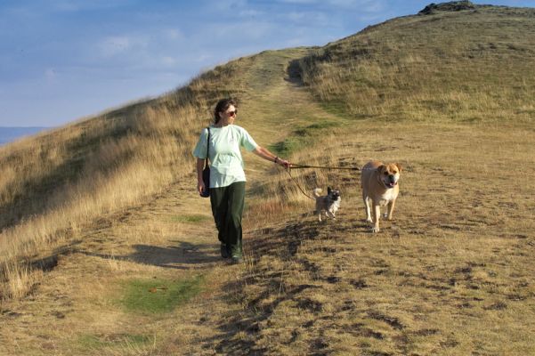 Oh, look a different view
Anahtar kelimeler: Brutus Bull Mastiff Peepee Longhaired Chihuahua Marjorie