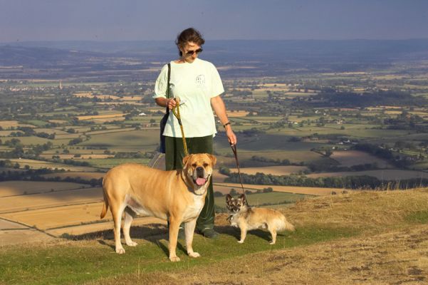 Look, mom, dad, we're really in the country
Palabras clave: Brutus Peepee Bull Mastiff Longhaired Chihuahua Marjorie