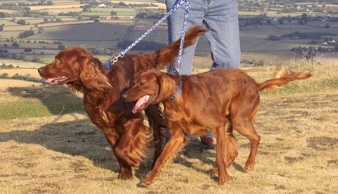 But, we're ready to go again!
Ключові слова: Harvey Bailey Irish Setter