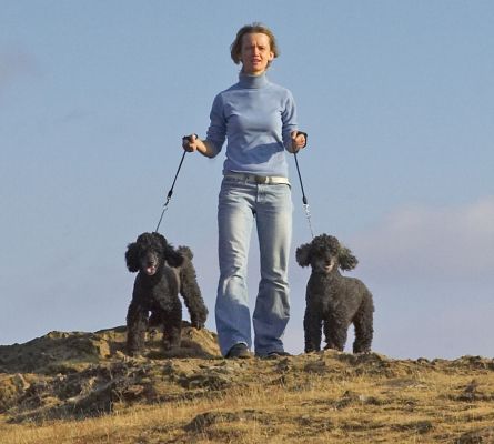 Look, mom, we're kings of the castle
Słowa kluczowe: Bali India Miniature Poodle Sylwia